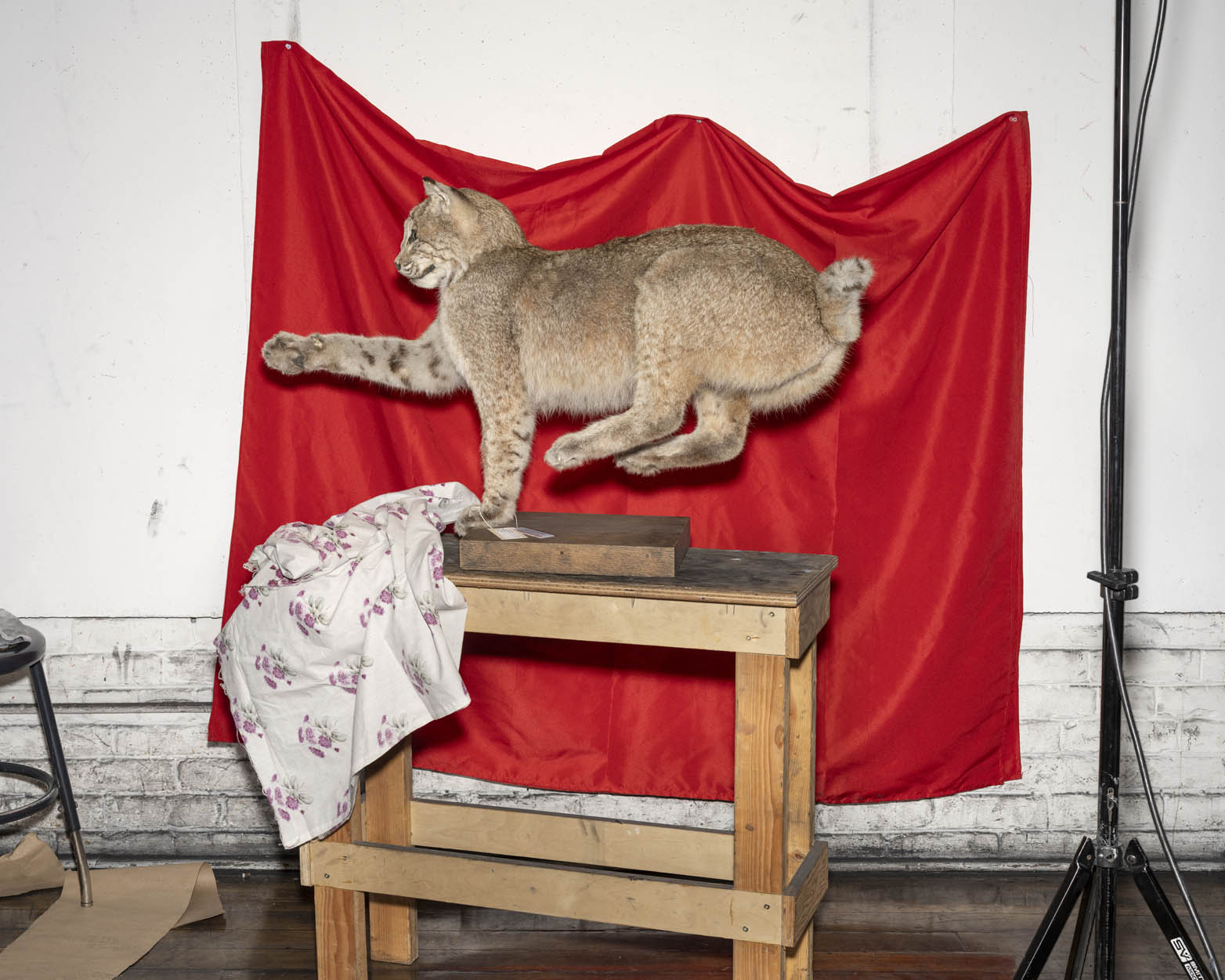 Taxidermy III