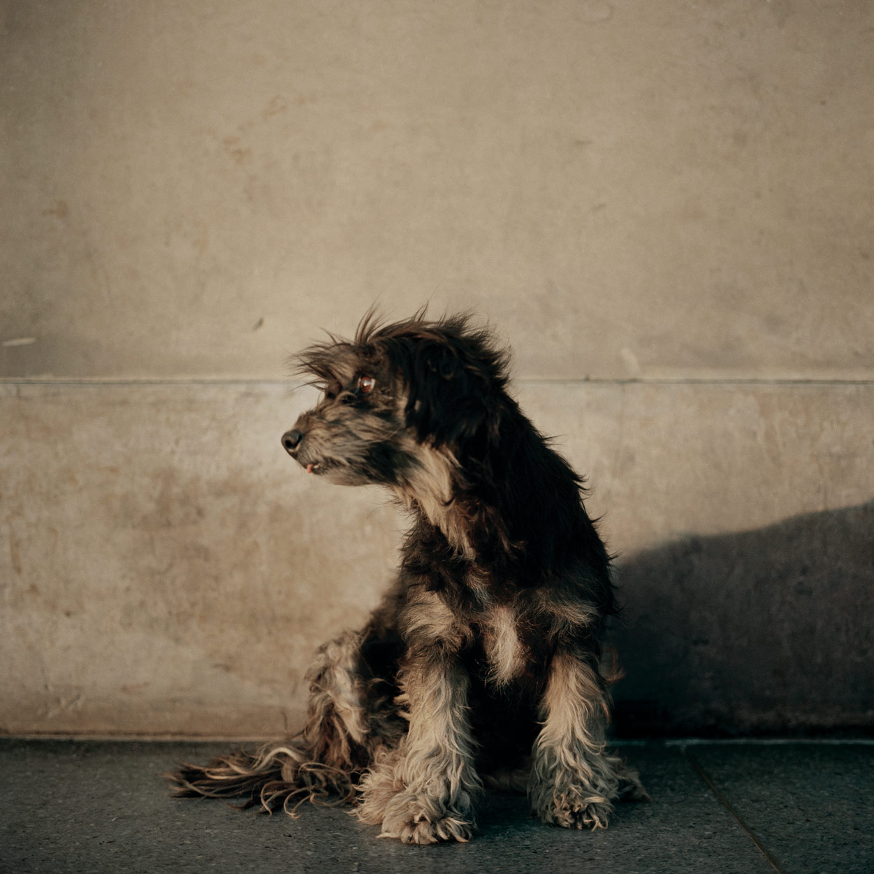 Alec Soth | Dog Days, Bogotá