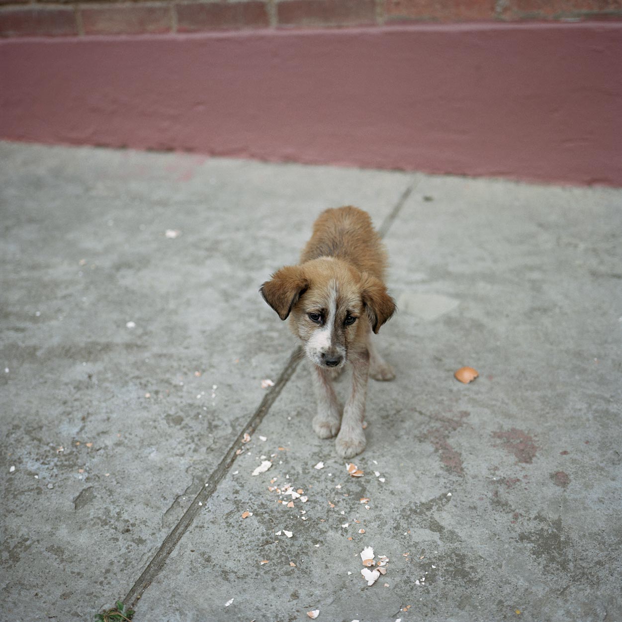 Alec Soth | Dog Days, Bogotá