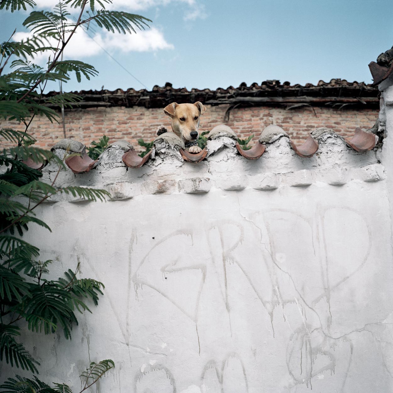 Alec Soth | Dog Days, Bogotá